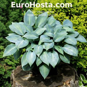 Hosta Goldbrook Glimmer