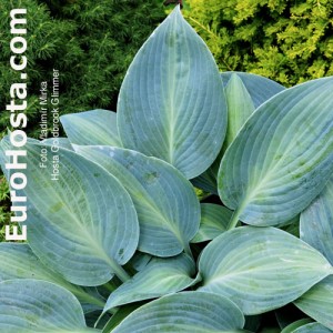 Hosta Goldbrook Glimmer