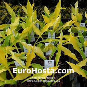 Hosta Golden Hawaiian Luau 