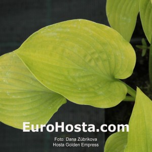 Hosta Golden Empress