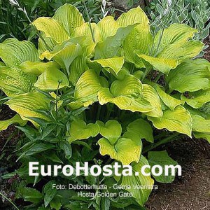 Hosta Golden Gate