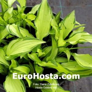 Hosta Golden Isle