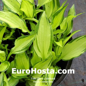 Hosta Golden Isle