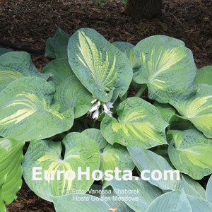 Hosta Golden Meadows - Eurohosta