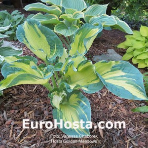 Hosta Golden Meadows - Eurohosta