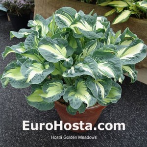 Hosta Golden Meadows - Eurohosta