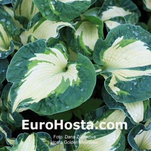 Hosta Golden Meadows - Eurohosta