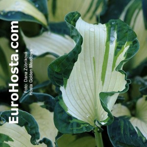 Hosta Golden Meadows - Eurohosta