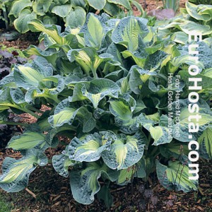 Hosta Golden Meadows - Eurohosta