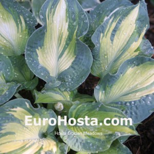 Hosta Golden Meadows - Eurohosta