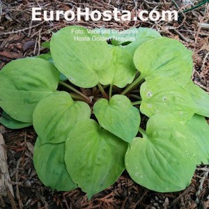 Hosta Golden Needles - Eurohosta