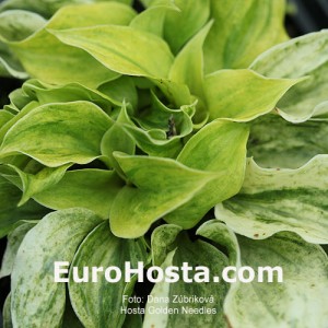 Hosta Golden Needles - Eurohosta