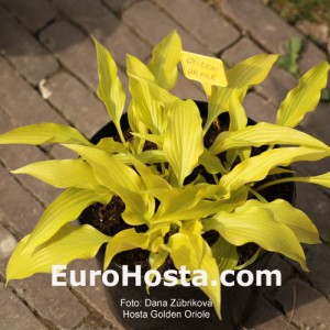 Hosta Golden Oriole