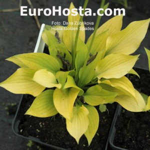 Hosta Golden Spades 