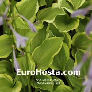 Hosta Golden Tiara - Eurohosta