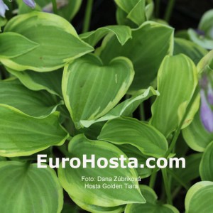 Hosta Golden Tiara - Eurohosta