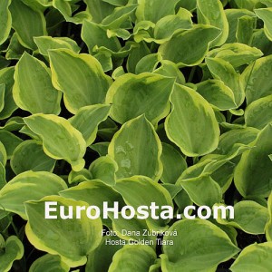 Hosta Golden Tiara - Eurohosta