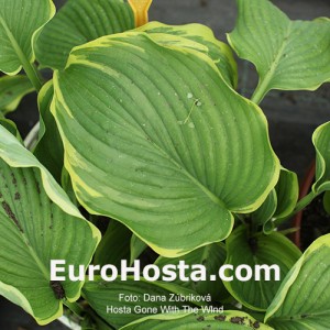 Hosta Gone With The WInd