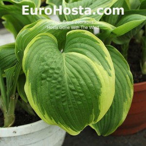 Hosta Gone With The WInd