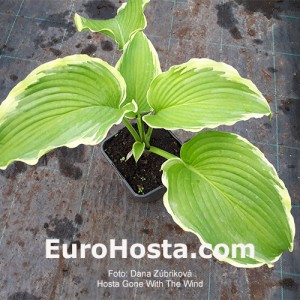 Hosta Gone With The WInd