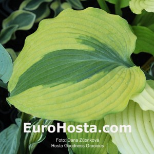 Hosta Goodness Gracious - Eurohosta