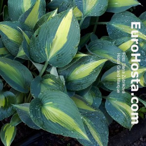 Hosta Grand Marquee - Eurohosta