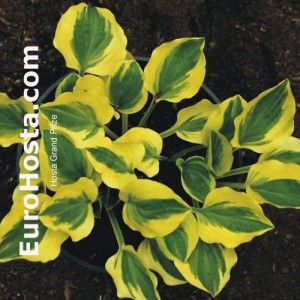 Hosta Grand Prize - Eurohosta