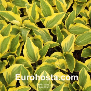 Hosta Grand Prize - Eurohosta