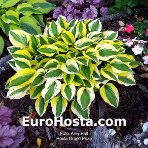 Hosta Grand Prize - Eurohosta