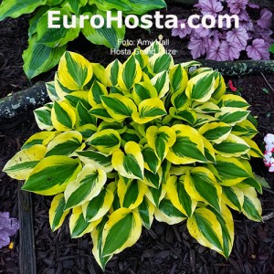 Hosta Grand Prize - Eurohosta