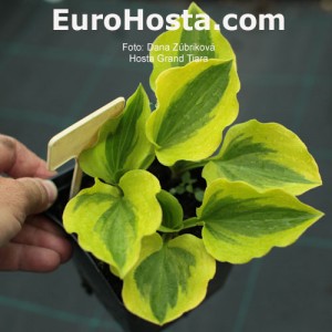 Hosta Grand Tiara - Eurohosta