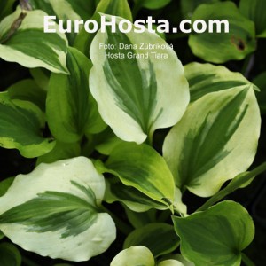 Hosta Grand Tiara - Eurohosta