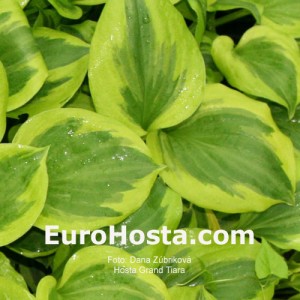 Hosta Grand Tiara - Eurohosta