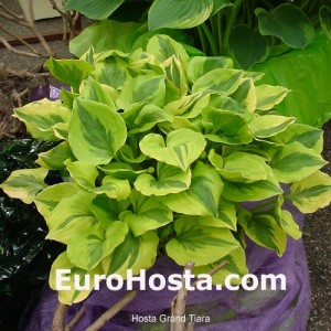 Hosta Grand Tiara - Eurohosta