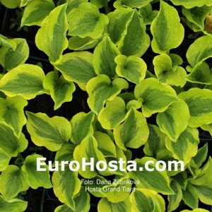 Hosta Grand Tiara - Eurohosta