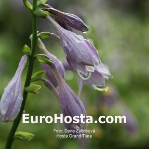 Hosta Grand Tiara - Eurohosta