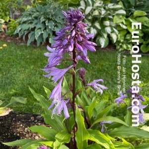 Hosta Granny’s Smile