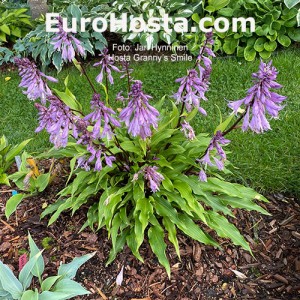 Hosta Granny’s Smile