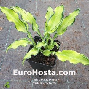 Hosta Gravity Rocks 