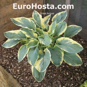 Hosta Great Arrival - Eurohosta