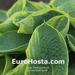 Hosta Great Arrival - Eurohosta