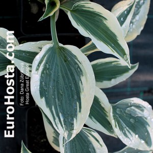 Hosta Great Escape - Eurohosta