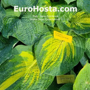 Hosta Great Expectations