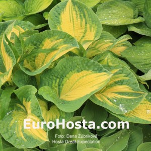 Hosta Great Expectations - Eurohosta