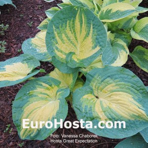 Hosta Great Expectations - Eurohosta