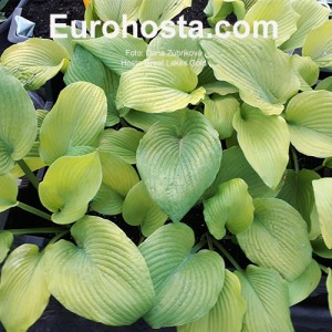 Hosta Great Lakes Gold