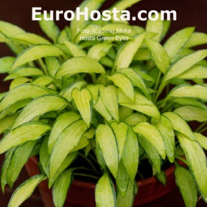 Hosta Green Eyes