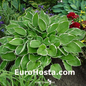 Hosta Green Gold - Eurohosta