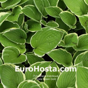 Hosta Green Gold - Eurohosta