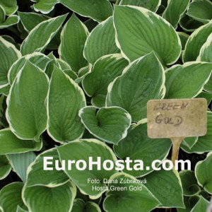 Hosta Green Gold - Eurohosta